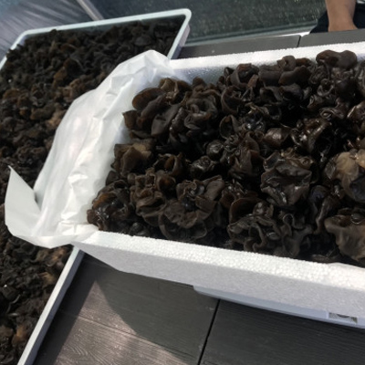 국산 생목이버섯 2kg